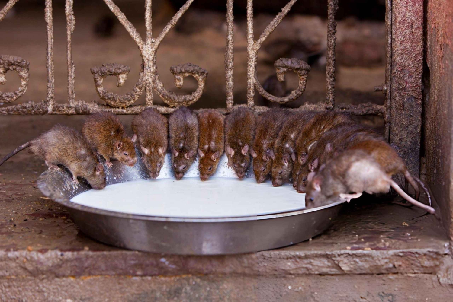 Bikaner royale : visite citadine guidée d'une demi-journée avec prise en charge à l'hôtel