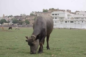 Royal Romance of Udaipur: Palaces, Lakes & Hidden Gems Tour