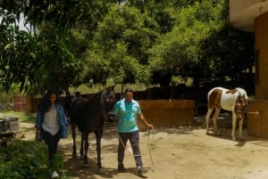 Ländliche Wanderung auf dem Marwari-Pferderücken auf einer privaten Ranch in 12Acres