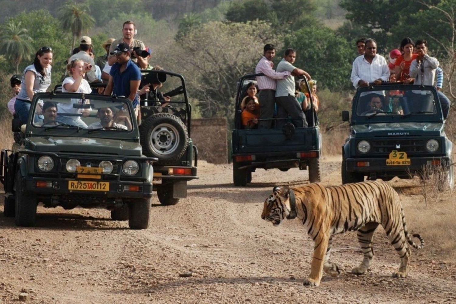 Bestilling av safari i Ranthambhore