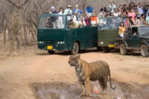 Safari-booking i Ranthambhore