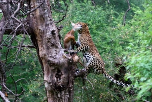 Rezerwacja safari Ranthambhore