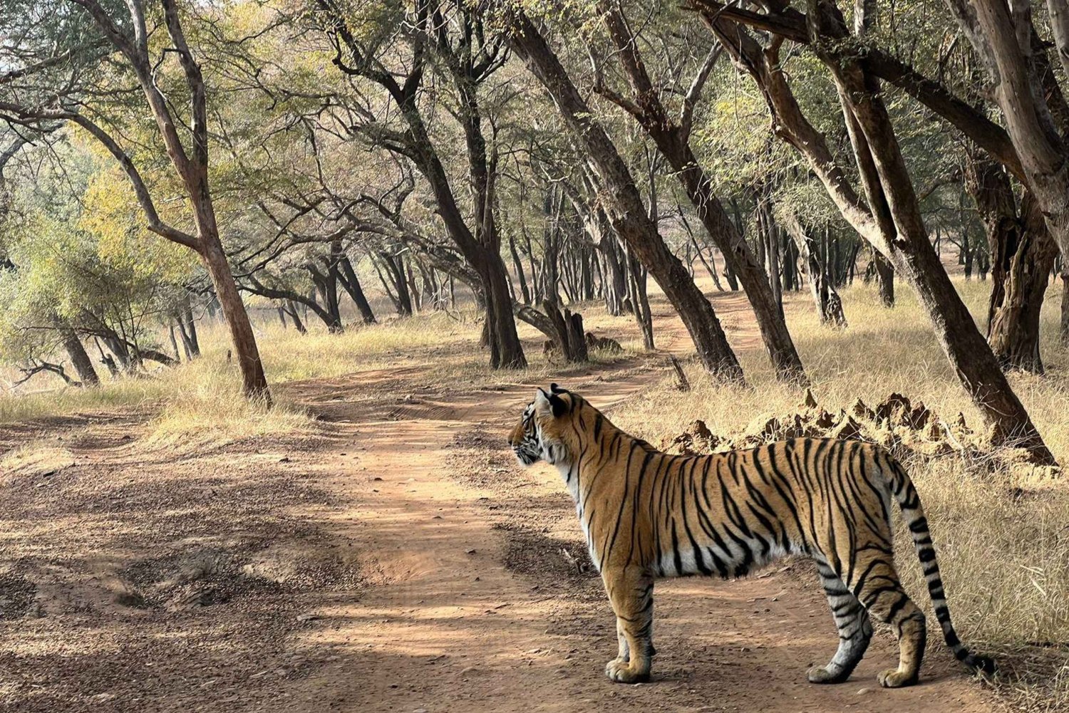 Excursion d'une journée à Sariska : safari passionnant à la découverte des tigres avec petit-déjeuner