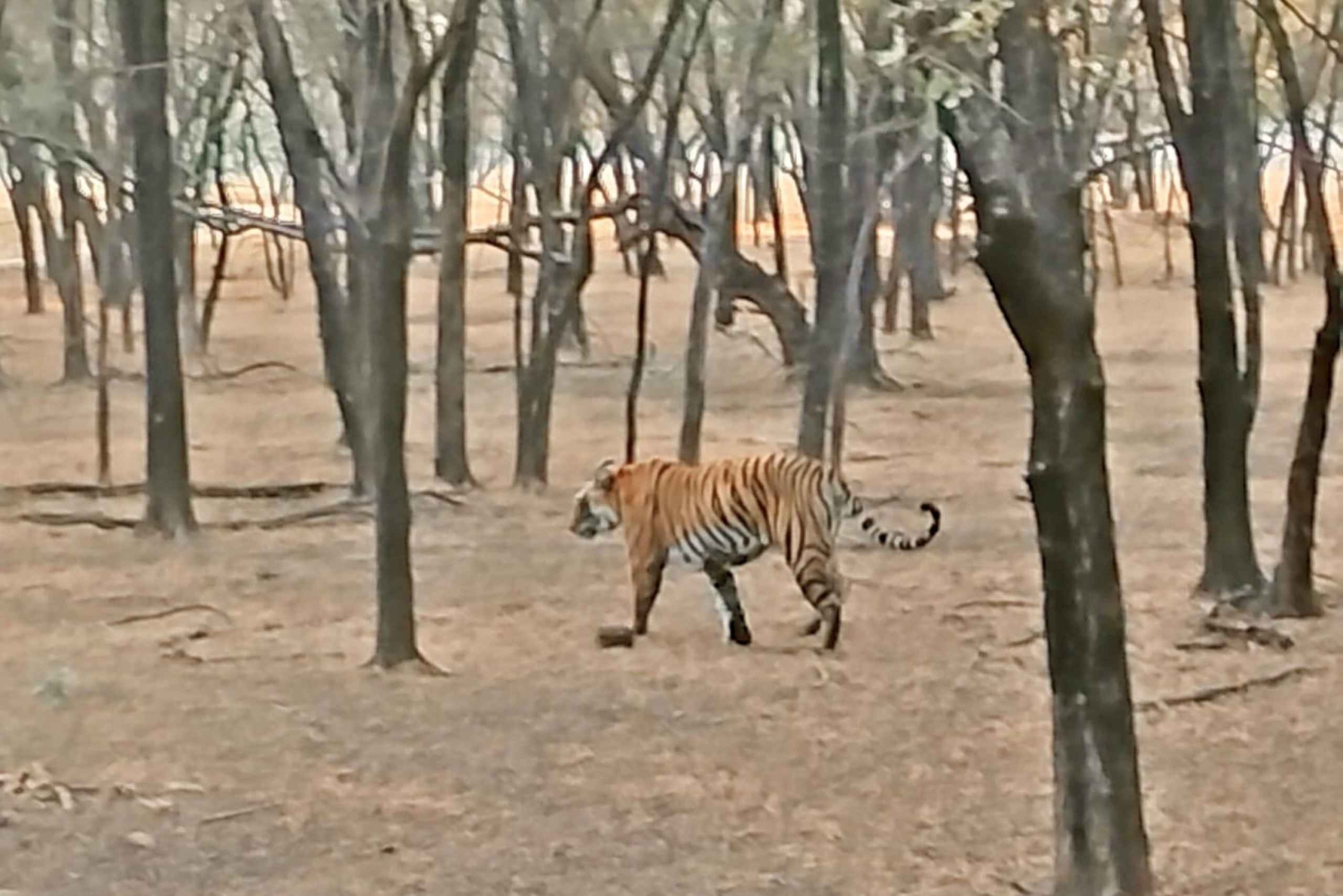 Jednodniowa wycieczka do Sariska: ekscytujące safari z tygrysami ze śniadaniem