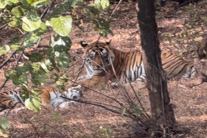 Jednodniowa wycieczka do Sariska: ekscytujące safari z tygrysami ze śniadaniem