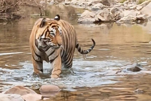 Jednodniowa wycieczka do Sariska: ekscytujące safari z tygrysami ze śniadaniem