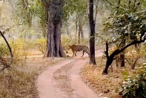 Jednodniowa wycieczka do Sariska: ekscytujące safari z tygrysami ze śniadaniem