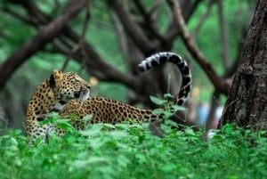 Escapade à Sariska et Jhalana depuis Delhi : un jour, deux safaris