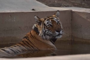 Sariska : Private geführte Tigersafari im Zigeunerwagen