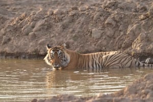 Sariska : Private geführte Tigersafari im Zigeunerwagen