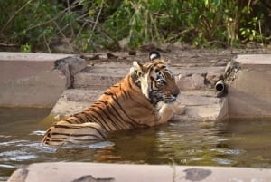 Sariska : Private geführte Tigersafari im Zigeunerwagen