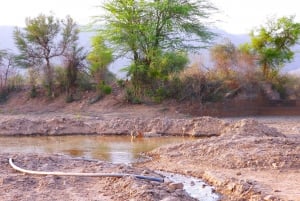 Sariska : Private geführte Tigersafari im Zigeunerwagen