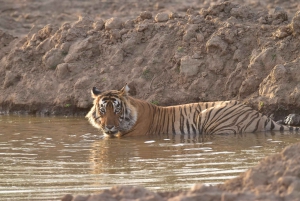 Sariska : safari privé guidé vers les tigres en gitane