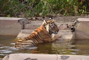 Sariska : safari privé guidé vers les tigres en gitane