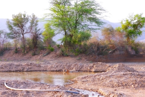 Sariska : safari privé guidé vers les tigres en gitane