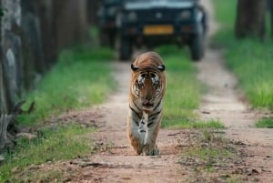 Sawai Madhopur: Ranthambhore National Park Safari Tour