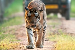 Sawai Madhopur: Ranthambhore National Park Safari Tour