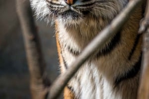 Sawai Madhopur: Ranthambhore National Park Safari Tour