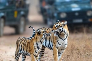 Sawai Madhopur: wycieczka safari po Parku Narodowym Ranthambhore