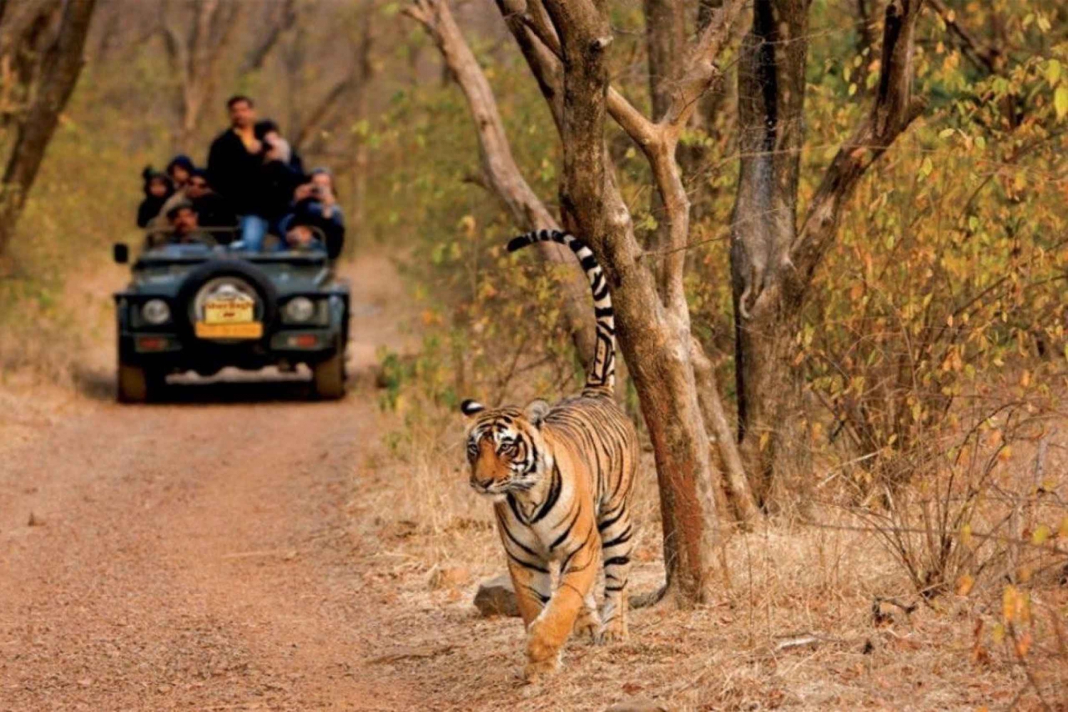 Sawai Madhopur : Ranthambore Guided Safari Trip