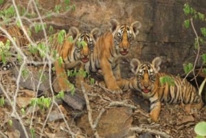 Sawai Madhopur : Guidet safari i Ranthambore