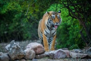 Sawai Madhopur: Safari z przewodnikiem w Ranthambore