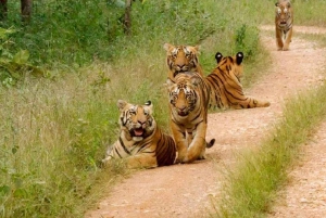 Sawai Madhopur: Ranthambore Park 4-daagse tijger- en tribale safari