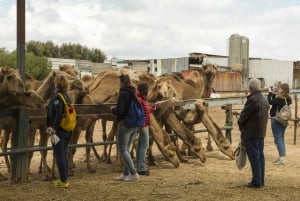 See Camel Centre, Rat Temple from Jodhpur With Bikaner Drop