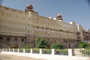 Besuche das Junagarh Fort, den Rattentempel von Jaisalmer & Bikaner Drop