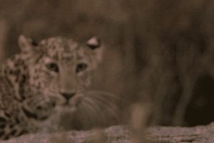 Jawai Leopard Safari 4x4 Gypsy Adventure with Guide