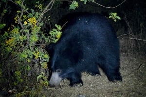 Jawai Leopard Safari 4x4 Gypsy Adventure with Guide