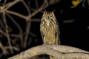 Jawai Leopard Safari 4x4 Gypsy Adventure with Guide