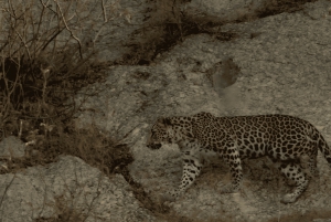 Jawai Leopard Safari 4x4 Gypsy Adventure with Guide