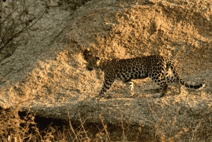 Jawai Leopard Safari 4x4 Gypsy Adventure with Guide