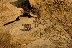 Jawai Leopard Safari 4x4 Gypsy Adventure with Guide