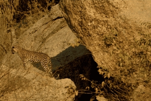 Jawai Leopard Safari 4x4 Gypsy Adventure with Guide