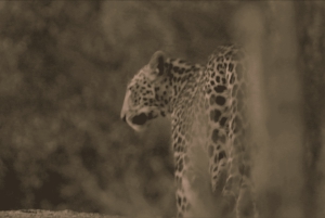 Jawai Leopard Safari 4x4 Gypsy Adventure with Guide