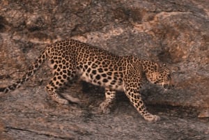 Jawai Leopard Safari 4x4 Gypsy Adventure with Guide