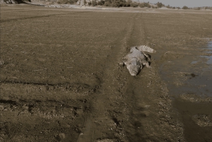 Jawai Leopard Safari 4x4 Gypsy Adventure with Guide