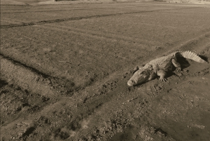 Jawai Leopard Safari 4x4 Gypsy Adventure with Guide