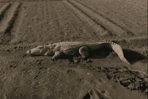 Jawai Leopard Safari 4x4 Gypsy Adventure with Guide