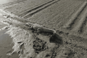 Jawai Leopard Safari 4x4 Gypsy Adventure with Guide