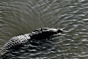 Jawai Leopard Safari 4x4 Gypsy Adventure with Guide