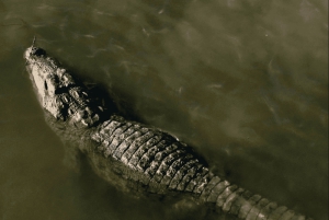 Jawai Leopard Safari 4x4 Gypsy Adventure with Guide