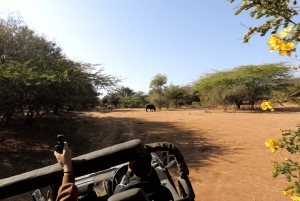 Jawai Leopard Safari 4x4 Gypsy Adventure with Guide