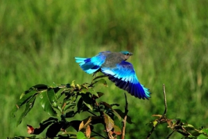 Salta la cola : Visita al Parque Biológico de Nahargarh, Jaipur