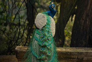 Salta la cola : Visita al Parque Biológico de Nahargarh, Jaipur