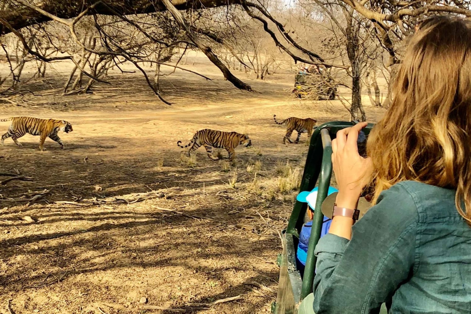 Repérez les tigres et les autres animaux sauvages de Ranthambore lors d'une excursion d'une journée.