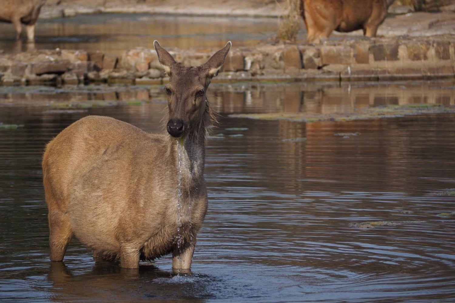 Repérez les tigres et les autres animaux sauvages de Ranthambore lors d'une excursion d'une journée.