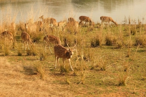 Repérez les tigres et les autres animaux sauvages de Ranthambore lors d'une excursion d'une journée.